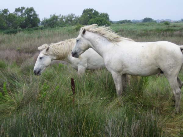 CAMARGUE